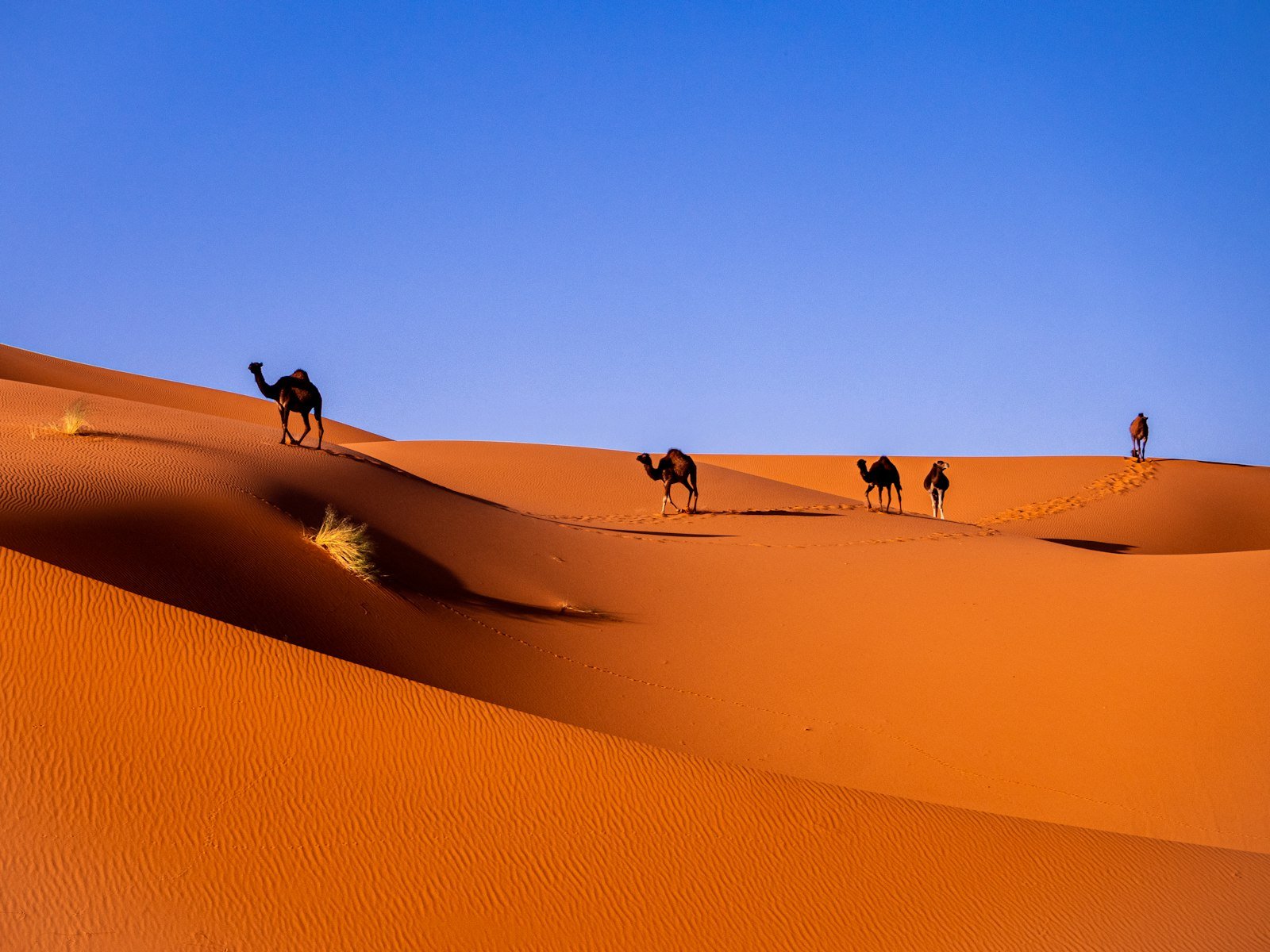 Voyages dans le désert marocain : Merzouga et Zagora