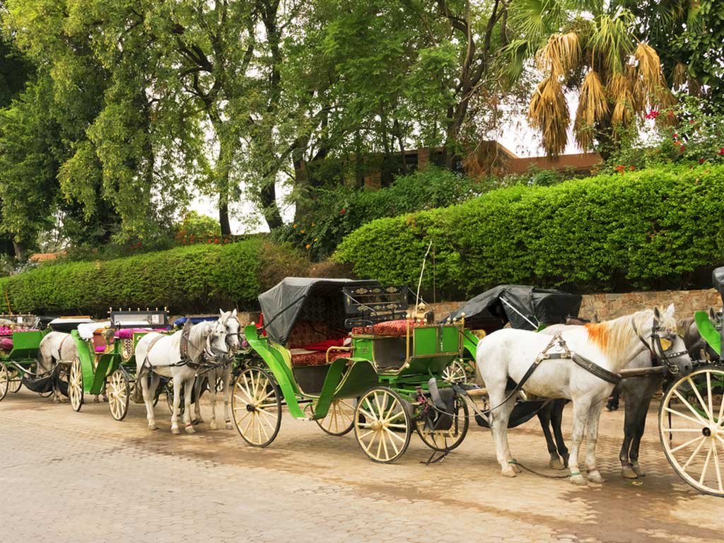 Paseo en calesa por Marrakech