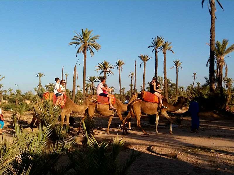 Paseo en dromedario y/o caballo por el Palmeral