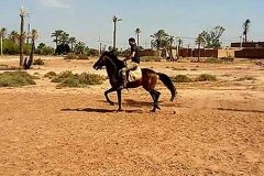 Paseo en dromedario y/o caballo por el Palmeral