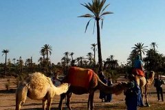 Paseo en dromedario y/o caballo por el Palmeral
