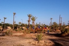 Paseo en dromedario y/o caballo por el Palmeral
