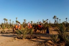 Paseo en dromedario y/o caballo por el Palmeral