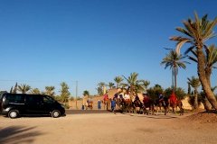 Paseo en dromedario y/o caballo por el Palmeral