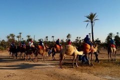 Paseo en dromedario y/o caballo por el Palmeral