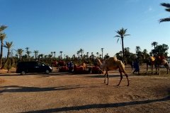 Paseo en dromedario y/o caballo por el Palmeral