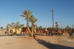 Paseo en dromedario y/o caballo por el Palmeral