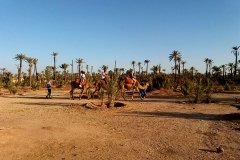 Paseo en dromedario y/o caballo por el Palmeral