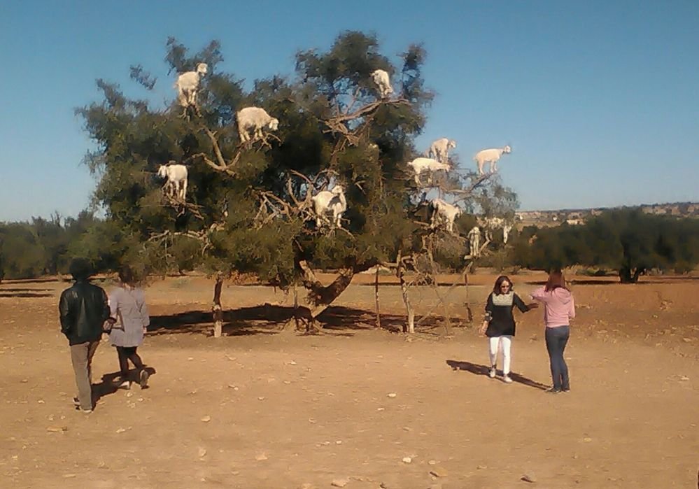 Trek 13 jours sur la côte atlantique : d’Agadir à Essaouira